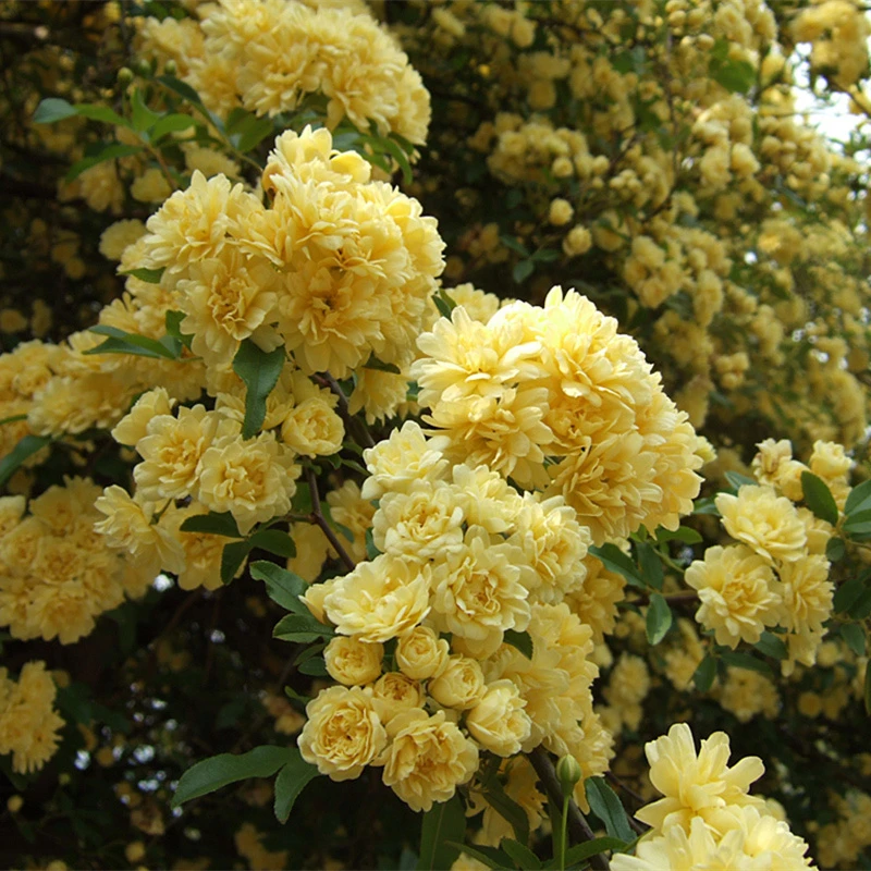 月季花红香木香藤植物藤本花卉庭院露台耐寒花苗月季苗
