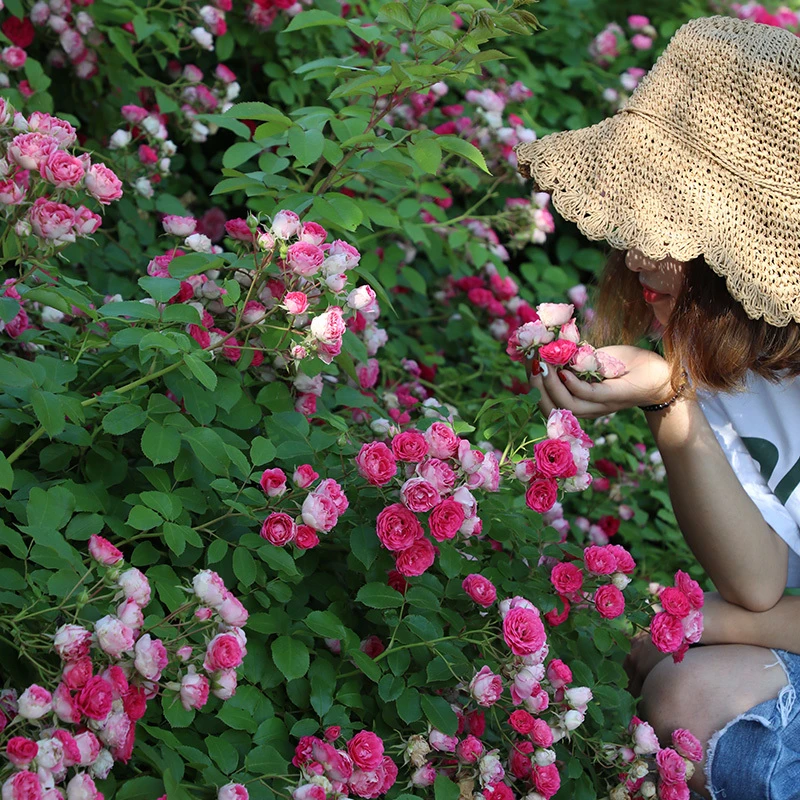 狼家自育胭脂扣月季地栽盆栽花苗露台多季节开花玫瑰藤本爬墙