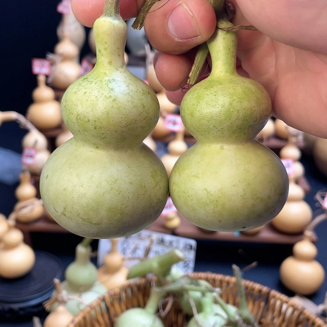 「****」青皮八宝，不保成不退不换