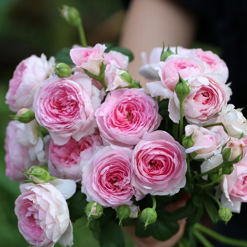 【我的心】多季节重复开花爬藤月季0.8-1.5m高度