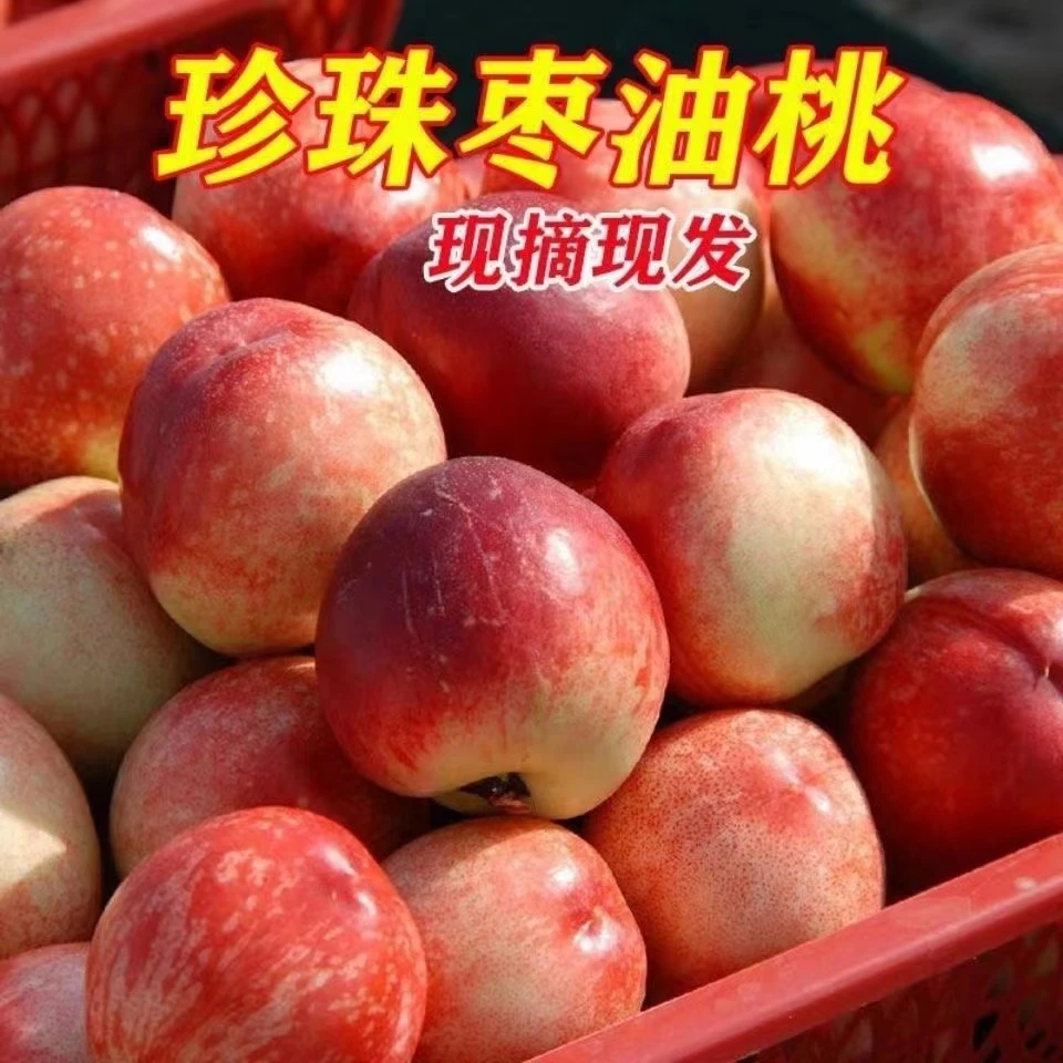 山西运城新鲜采摘纯甜珍珠枣甜蜜油桃脆桃(1/3/5斤)
