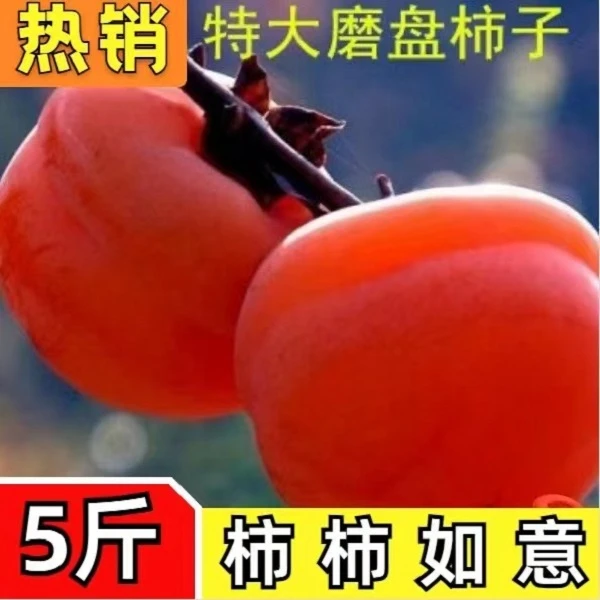 农家新鲜水果磨盘特大软柿子甜多汁应季水果现摘现发整箱包邮5斤