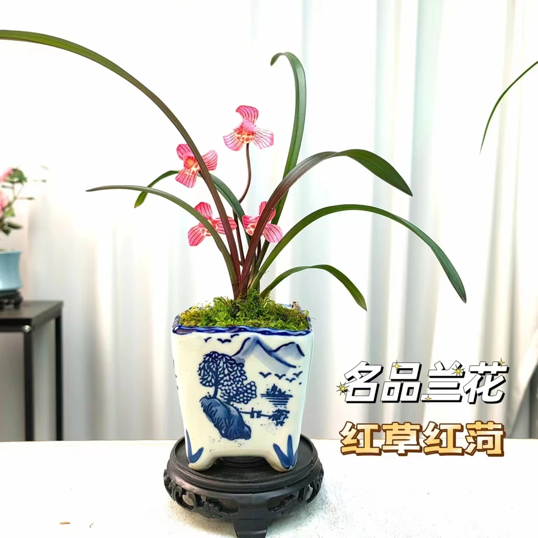 建兰【红草红荷】浓香型兰花好养易活迷你花卉盆栽绿植国兰铭品开花