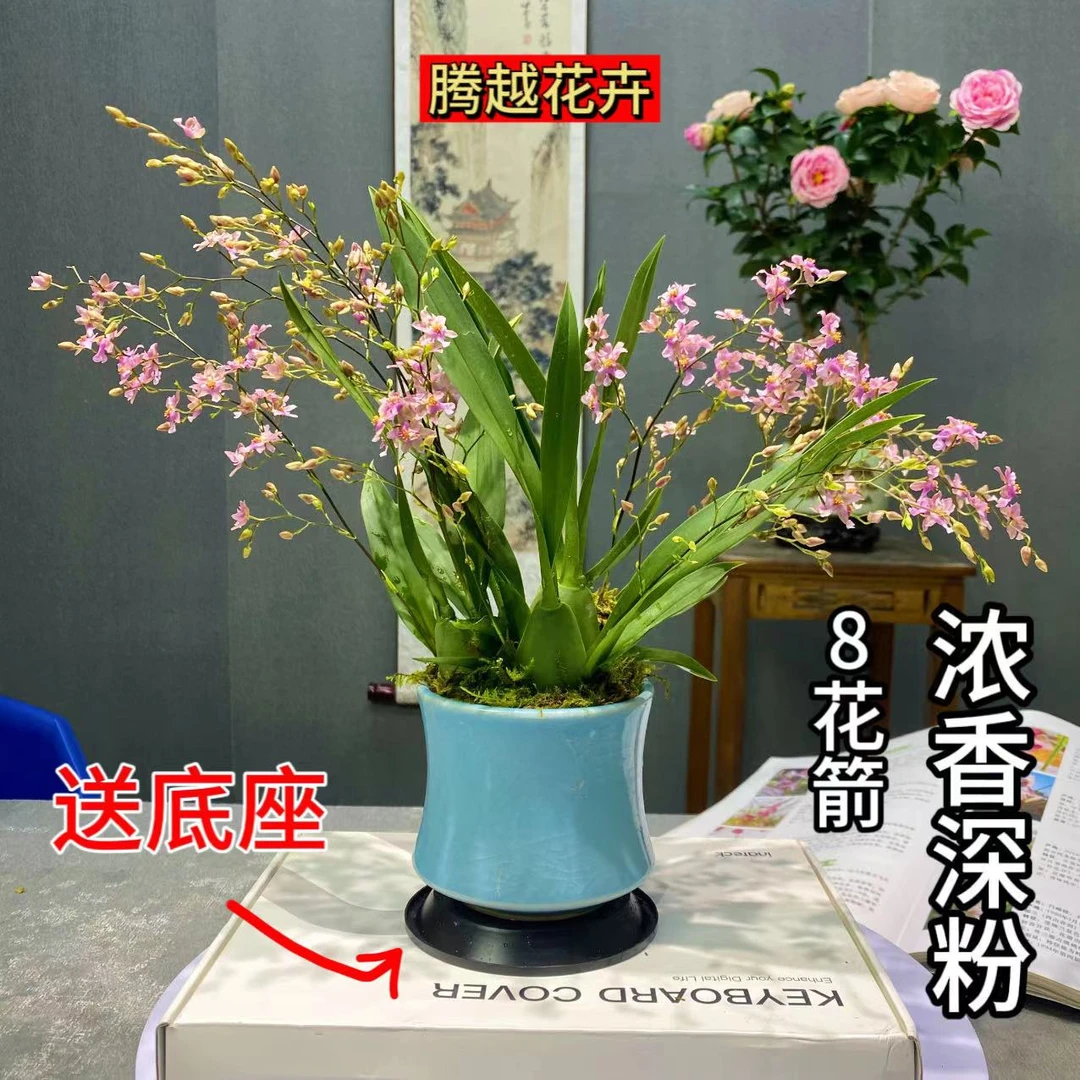 浓香文心兰  带花苞 带陶瓷盆种好发货 室内茶桌绿植开花四季兰花