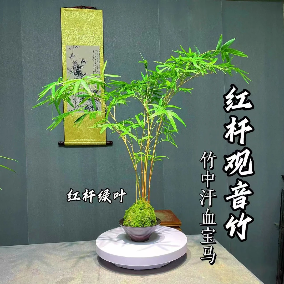 红竹翡翠观音竹观音竹苔藓球水培室内盆栽竹子植物新手好养护便宜