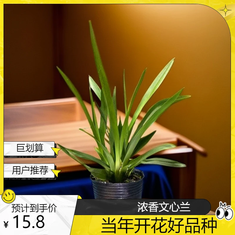 浓香 深粉文心兰 基地原盆发货 室内茶桌绿植开花四季兰花
