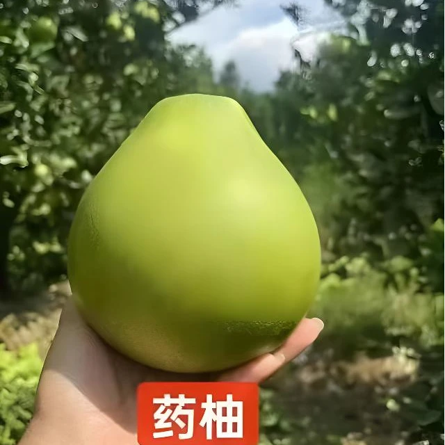 粤北深山种植冰糖柚冰糖柚子柚子（药柚）白心脆甜爽口爆汁王珞丹