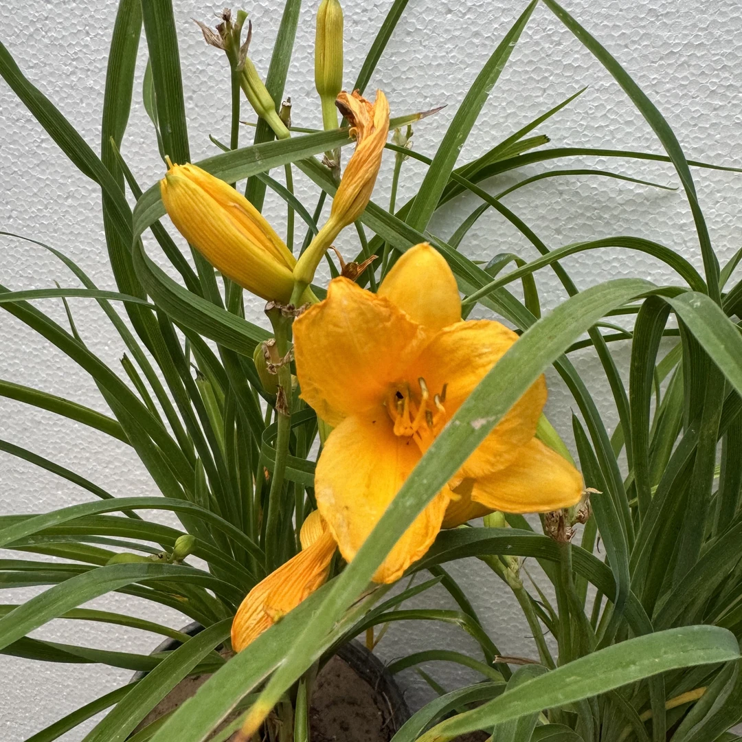 金娃娃萱草腊梅忘忧草