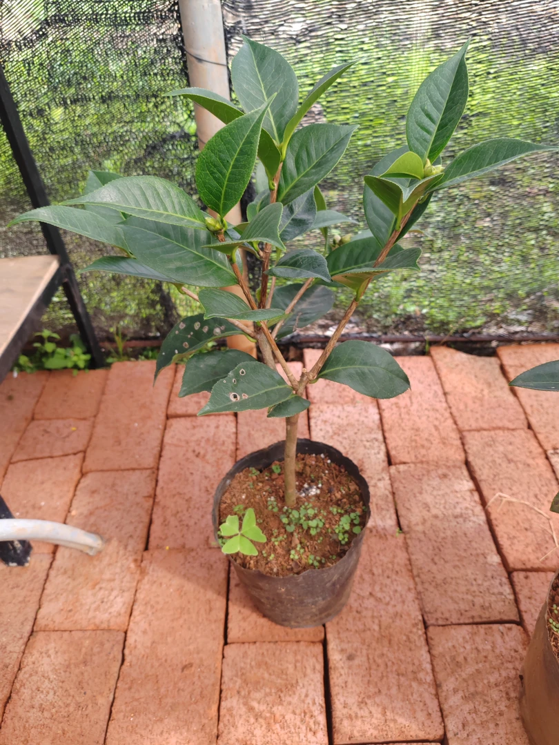 云南茶花，情人节，