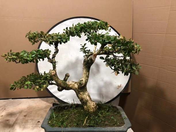 瓜子黄杨老桩造型阳台庭院盆景