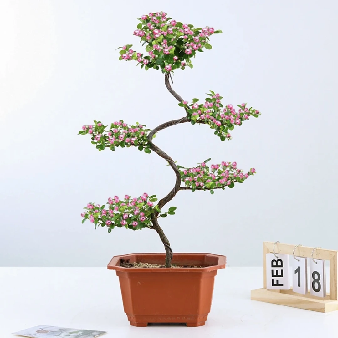 (绿宜馨)荀子老庄盆景