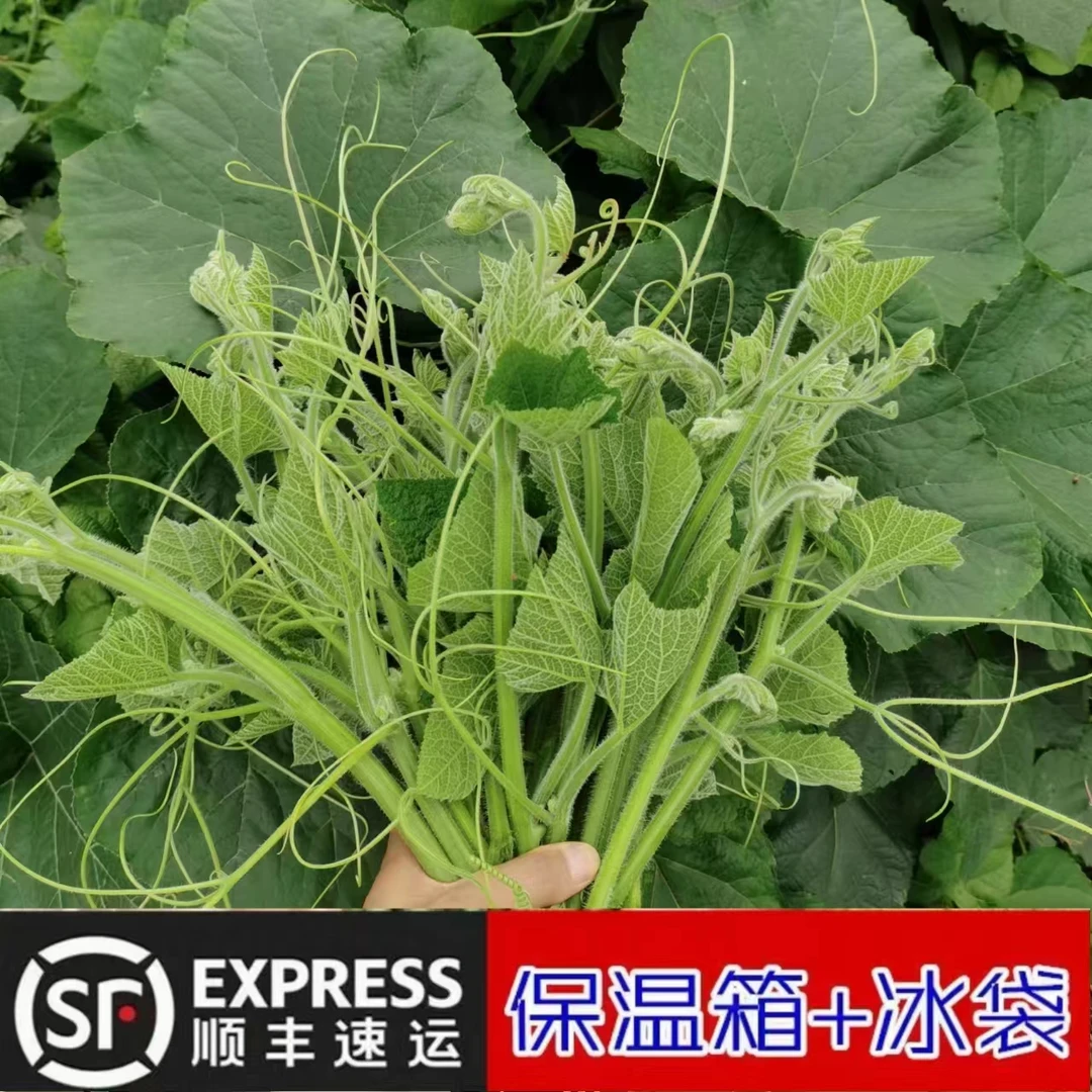 贵州新鲜南瓜尖现采南瓜藤南瓜叶南瓜芽农家时令蔬菜现摘现发