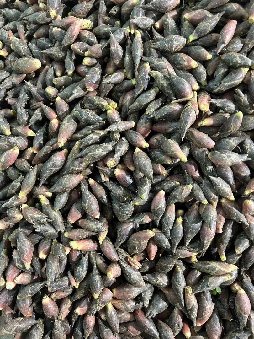 贵州阳荷姜新鲜食用自种蘘荷做泡菜凉拌洋菏当季原野生生姜