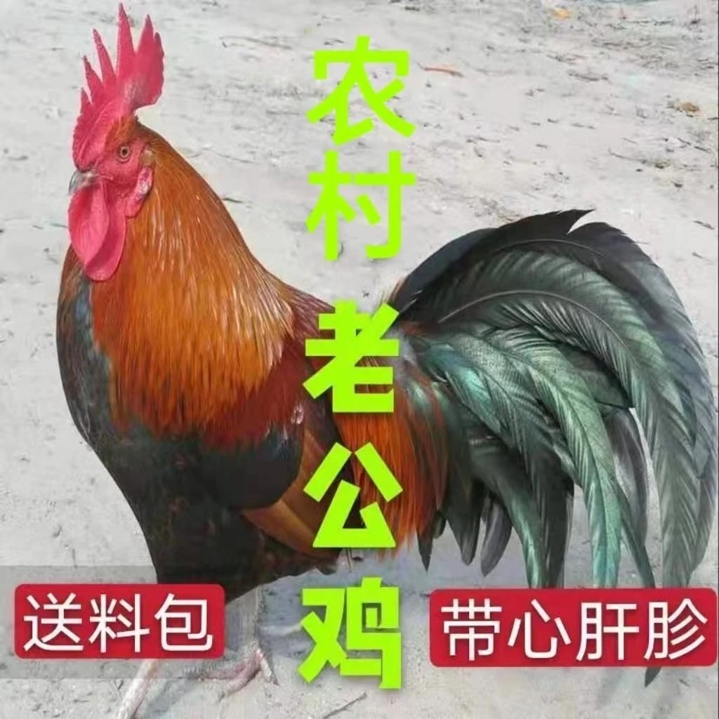 3年老公鸡8斤老公鸡新鲜鸡肉整只鸡当年鲜嫩大公鸡送料包keke