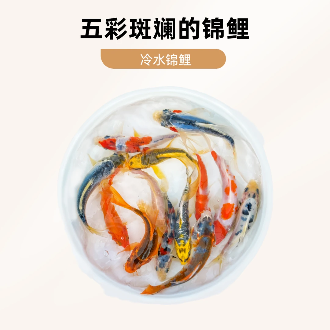【5元一条】 11-15cm 锦鲤鱼混搭