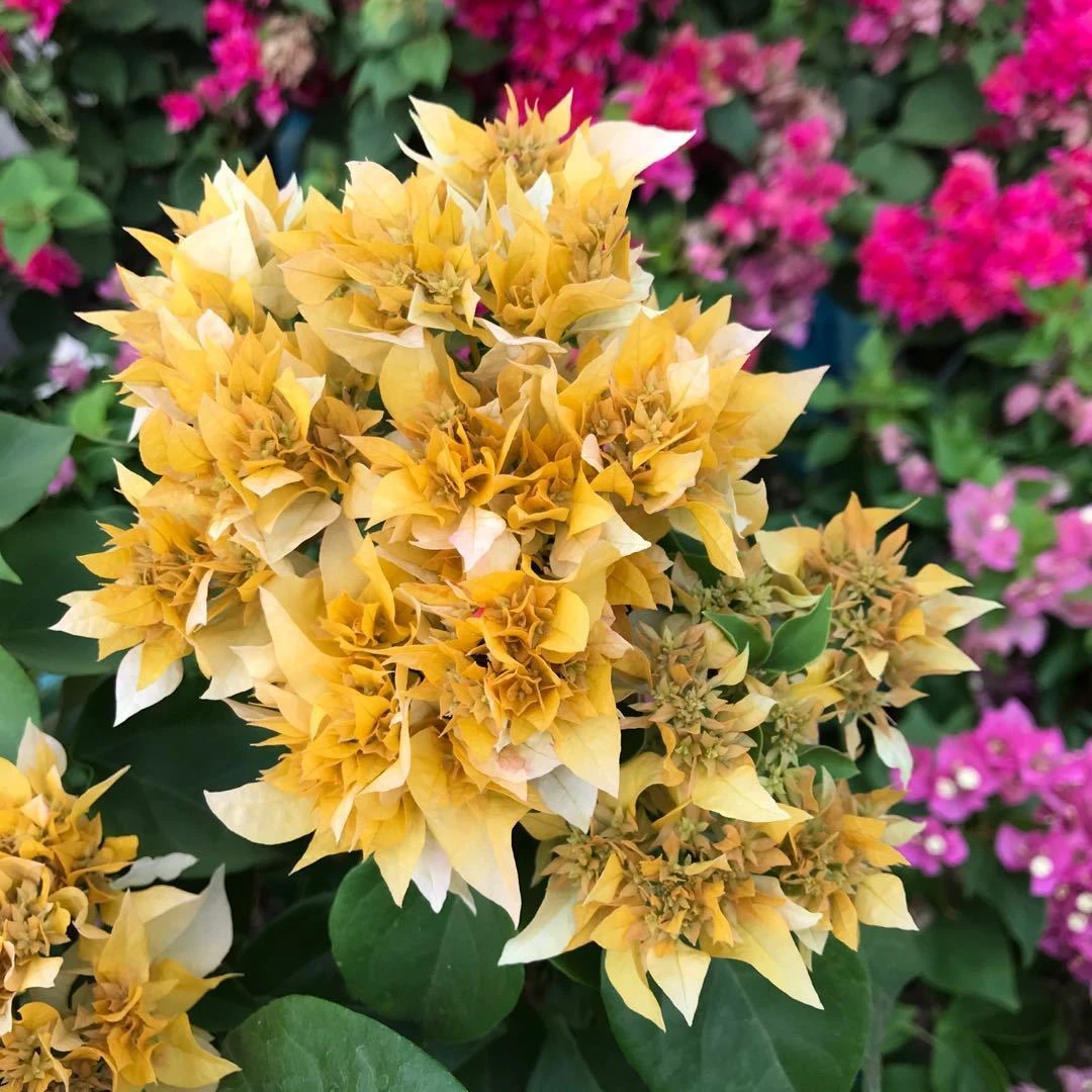 （黄金花重瓣）图片参考，实物为准（带养殖说明书）