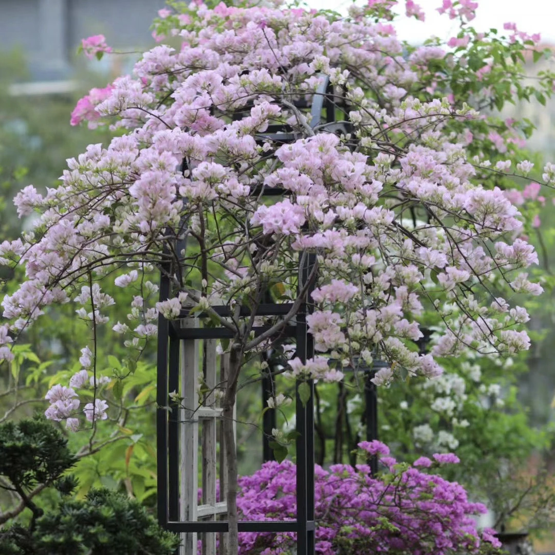 （苹果花新品）图片参考，实物为准（带养殖说明书）