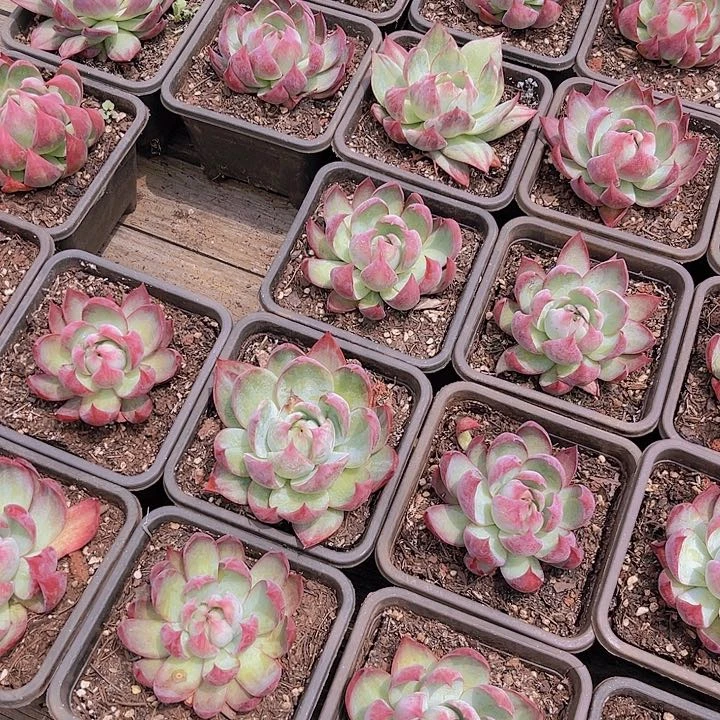 小惊鸿仙子多肉植物