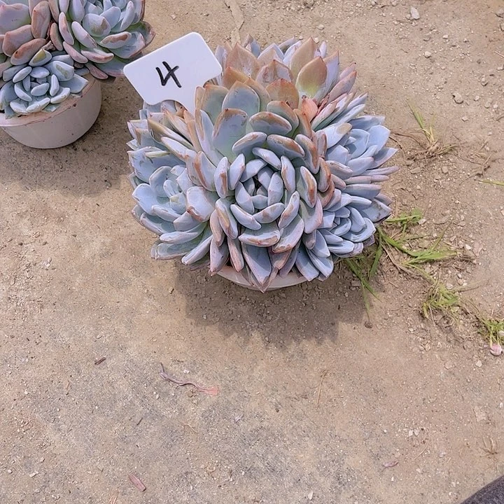 4号橙梦露多肉植物