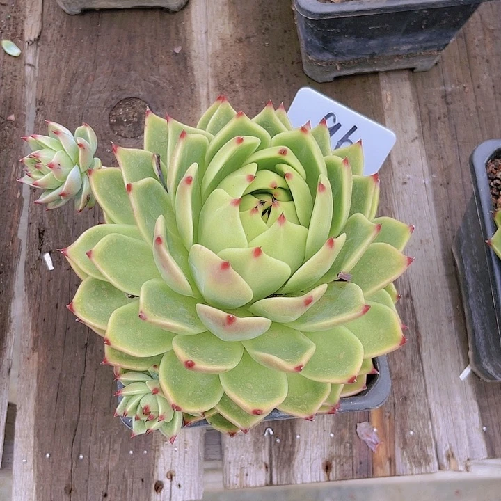 96号蓝龙多肉植物