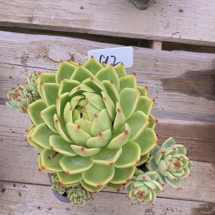 92号蓝龙多肉植物