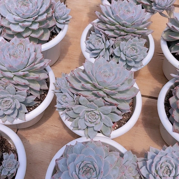 粉蓝鸟多肉植物，，，