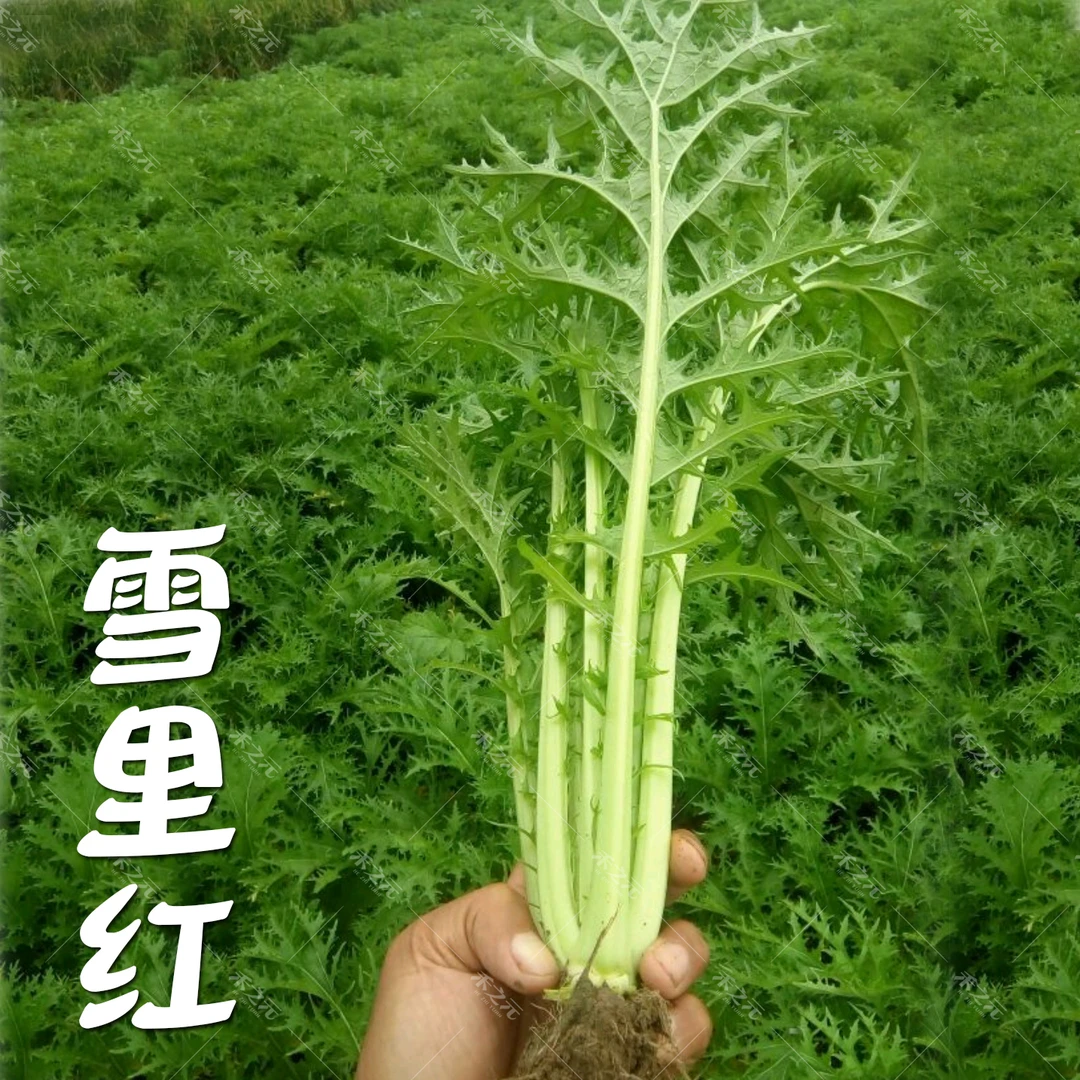 【满5包包邮】雪里红种子细叶雪里蕻农家雪菜籽春不老蔬菜种子排菜