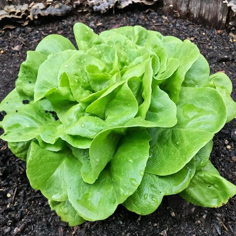 【满5包包邮】奶油生菜种子四季种植小白菜阳台菜籽盆栽蔬菜种子