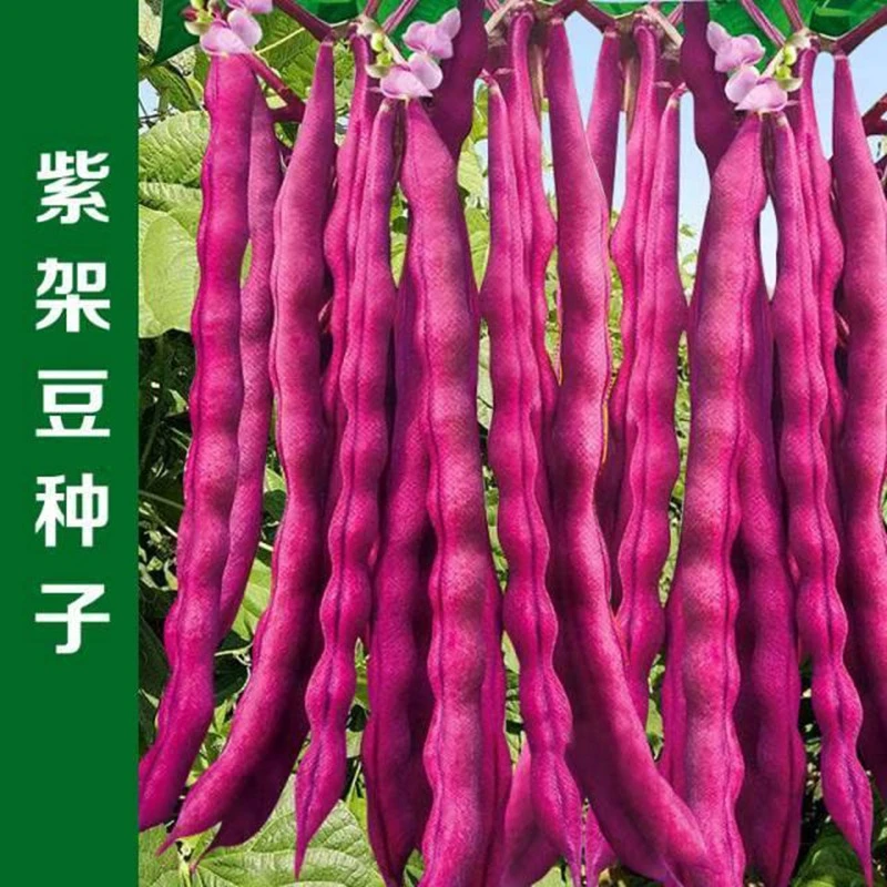 【满5包包邮】压趴架紫芸豆种子 春秋季播豆角豇豆蔬菜籽 高产抗病