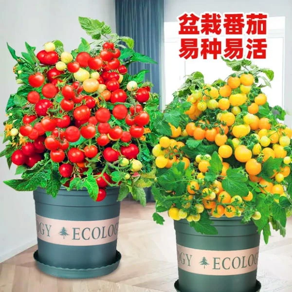 【满5包包邮】矮生小番茄种子红番茄黄番茄阳台西红柿秧菜苗新鲜