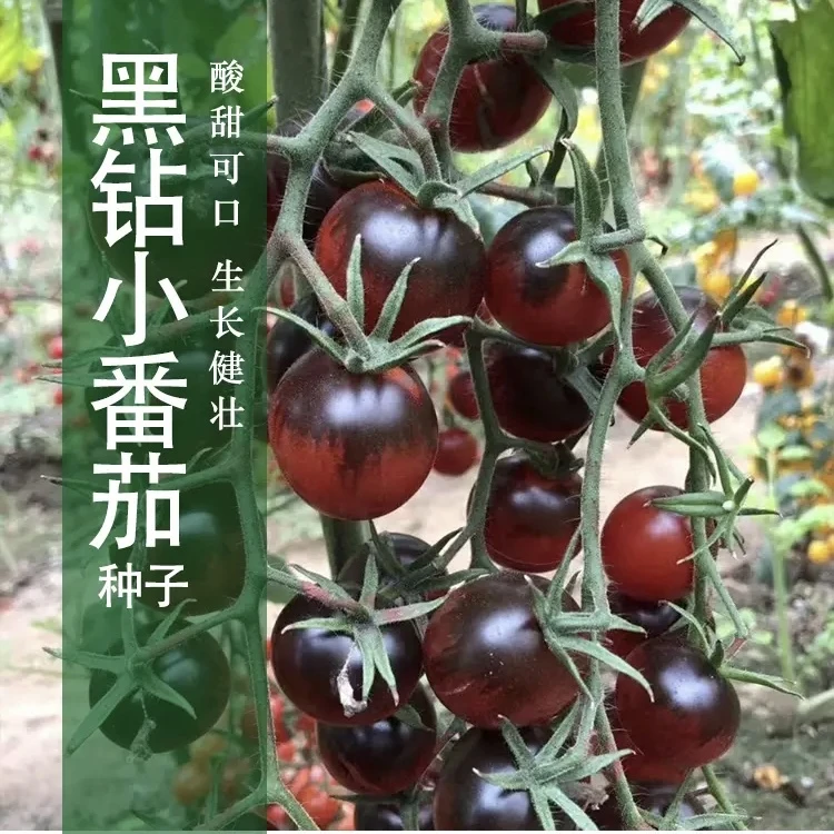 【满5包包邮】黑钻樱桃番茄种子西黑柿高甜小番茄种子家庭四季种植