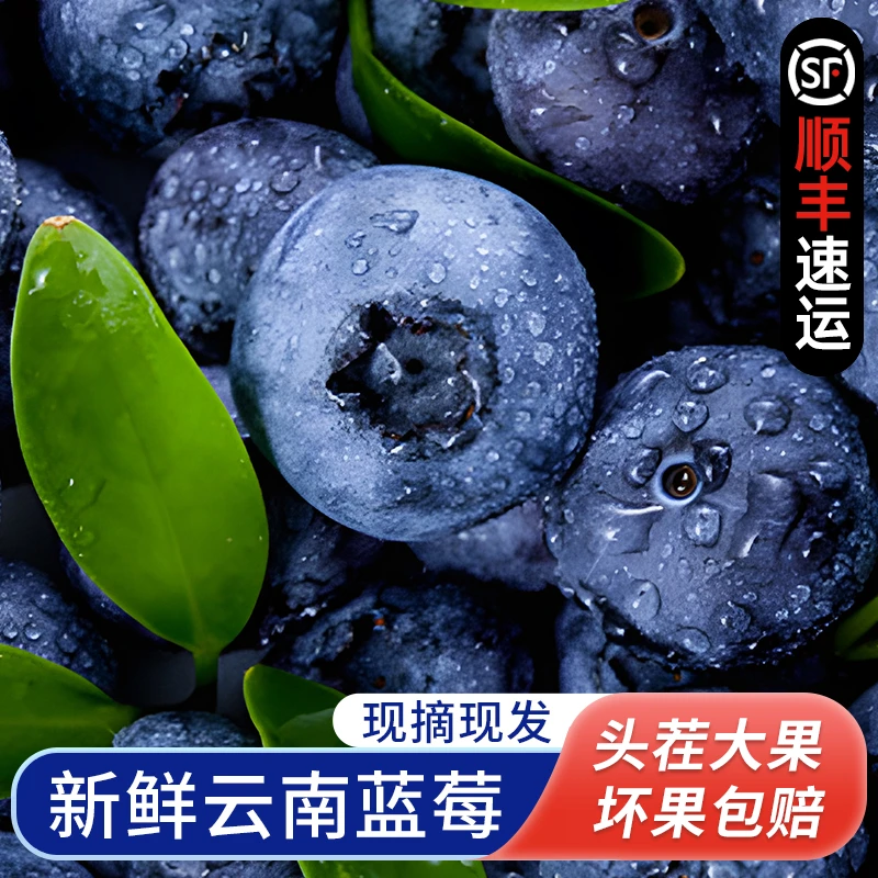 蓝莓新鲜大果【顺丰速运】脆甜多汁现摘现发应季坏果包赔12-18mm+