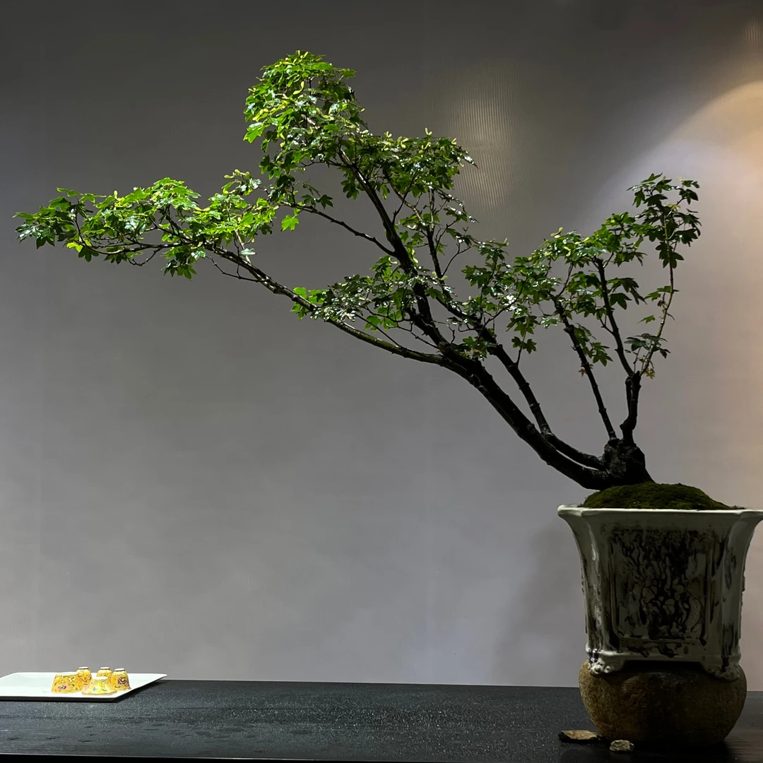 一物一拍已直播间为准#茶空间#空间美学#庭院景观#精品老桩