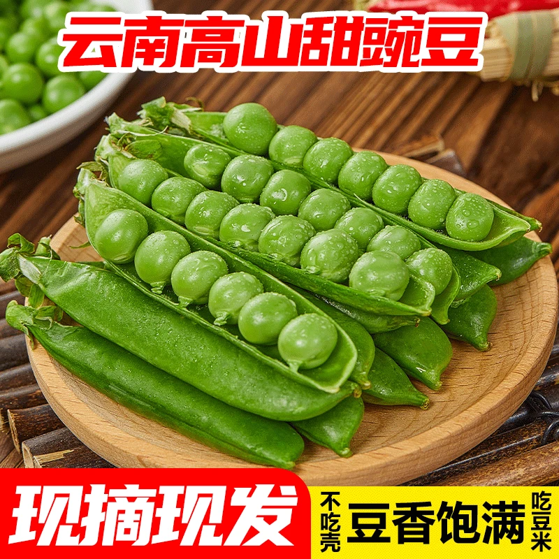 云南新鲜甜豌豆高原蔬菜现摘豌豆荚