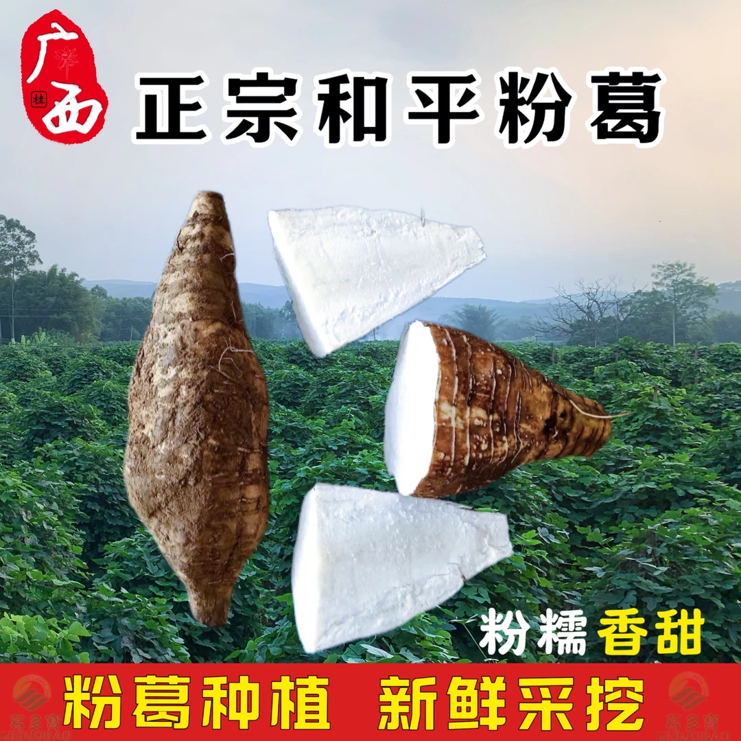 3斤~8斤/条 广西藤县特产无渣优质粉葛香甜农家种植粉葛葛根