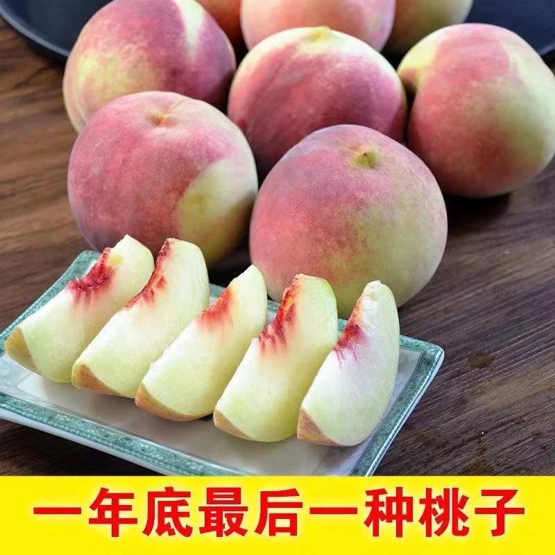 【珍珠小冬桃】沂蒙山小冬桃个头不大脆甜现摘现发