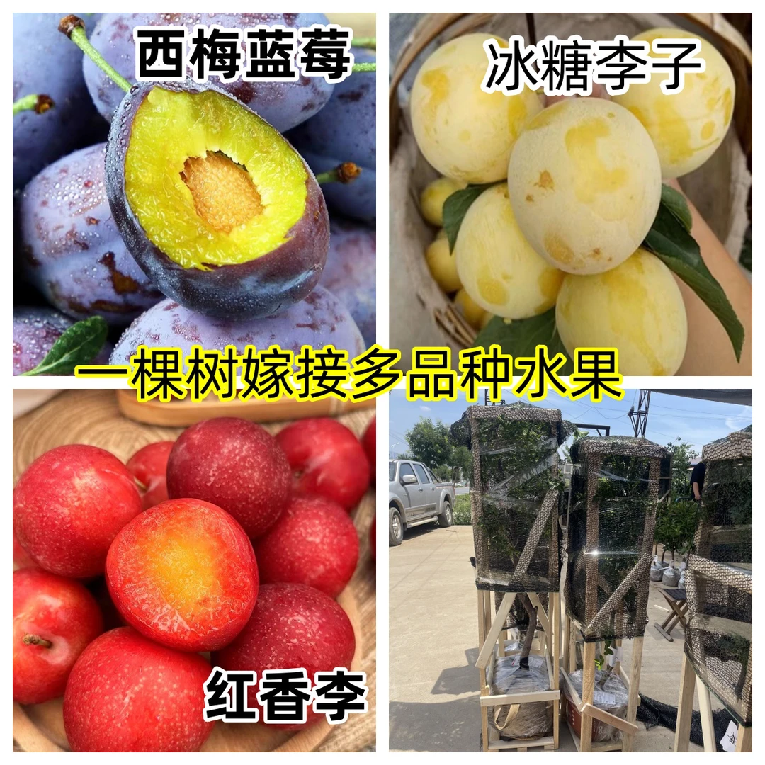 一棵树嫁接多品种果树高钙果 西梅 美人梅李 冰糖李 奶油蟠桃