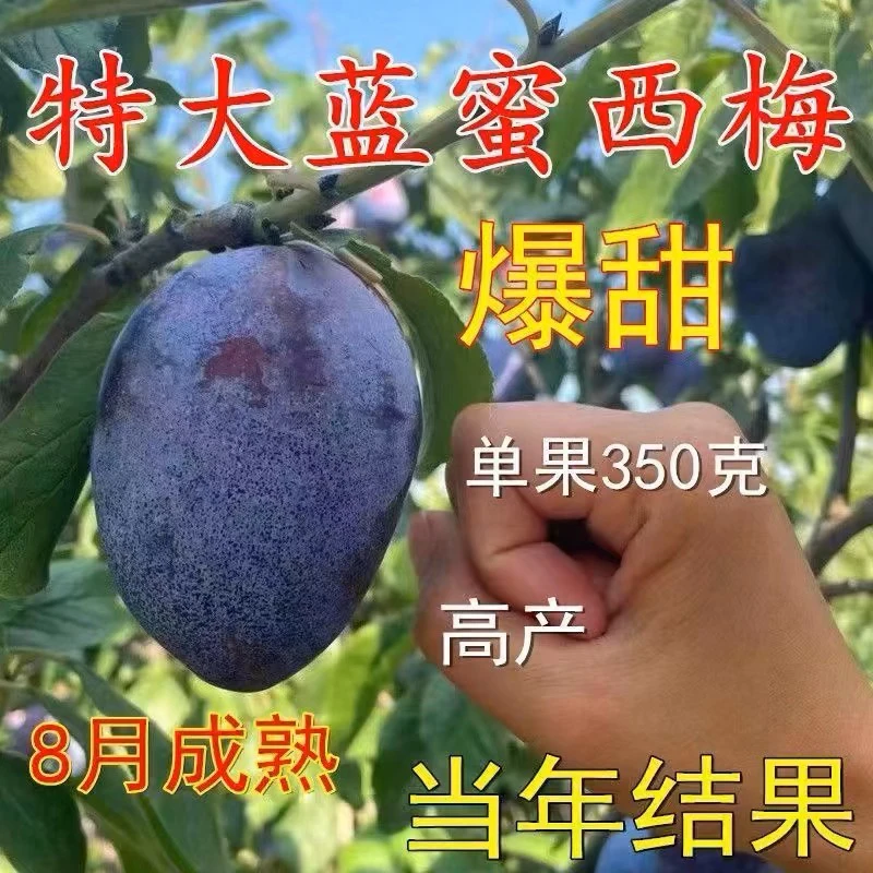 嫁接西梅蓝蜜果树抗冻品种西梅果树苗南北方种植