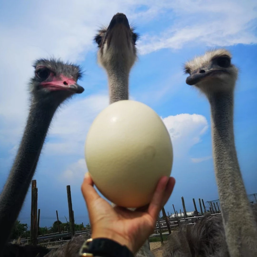 新鲜可食用大号驼蛋节日送礼高端食材