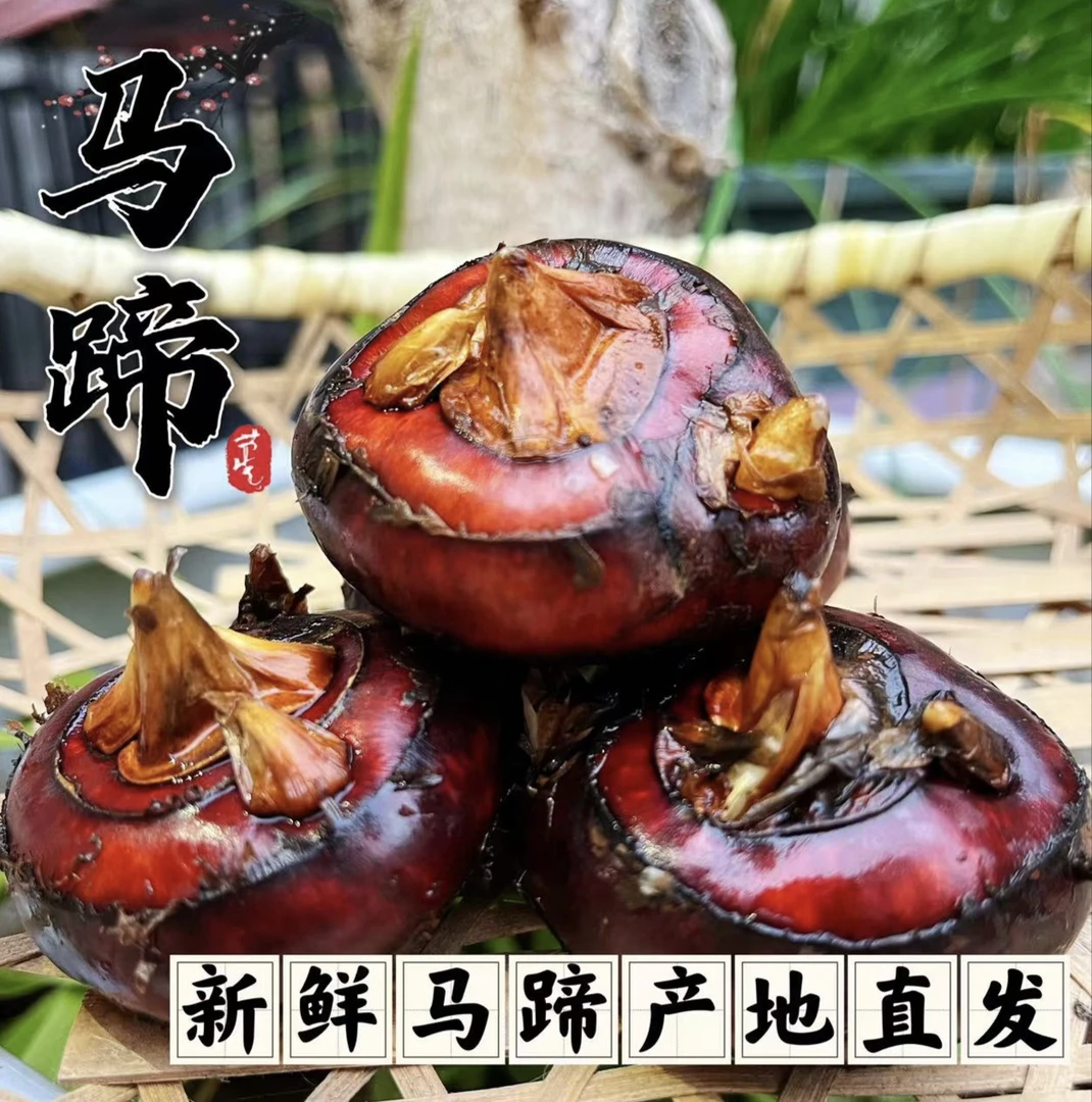 新鲜湖北马蹄荸荠现挖现发
