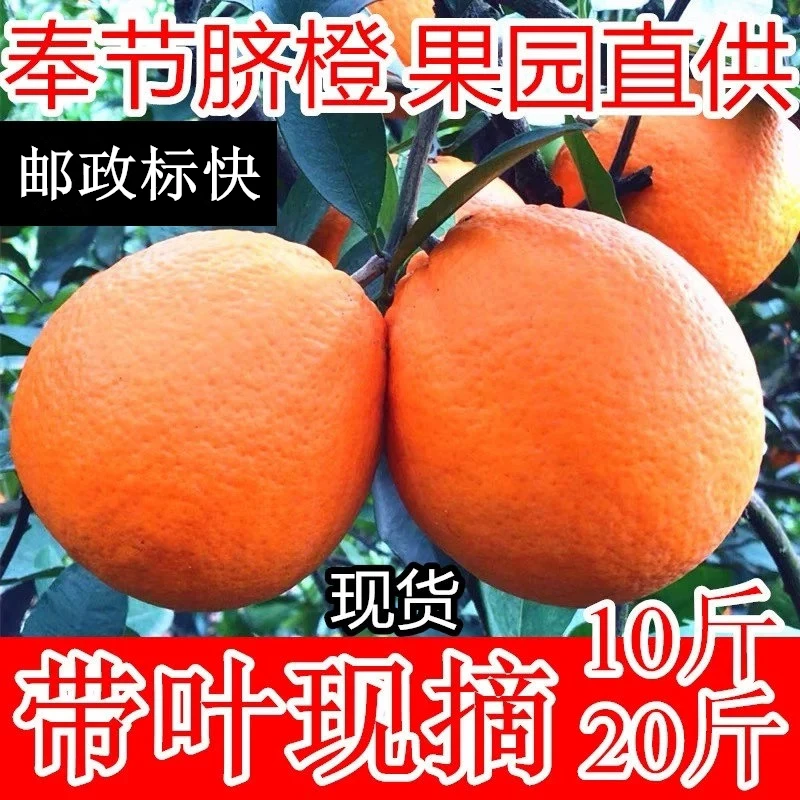 邮政标快重庆奉节脐橙当季新鲜水果现摘72-1甜橙子礼盒10斤20斤