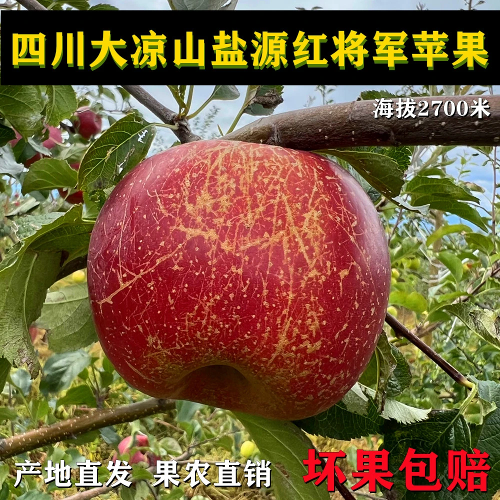 丑苹果 糖心苹果新鲜采摘果味浓郁香甜爽口2.5-8斤