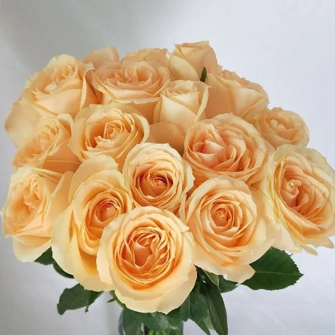 【香槟单头玫瑰10枝】今天拍明天到，任意2单花花顺丰包邮+保鲜剂