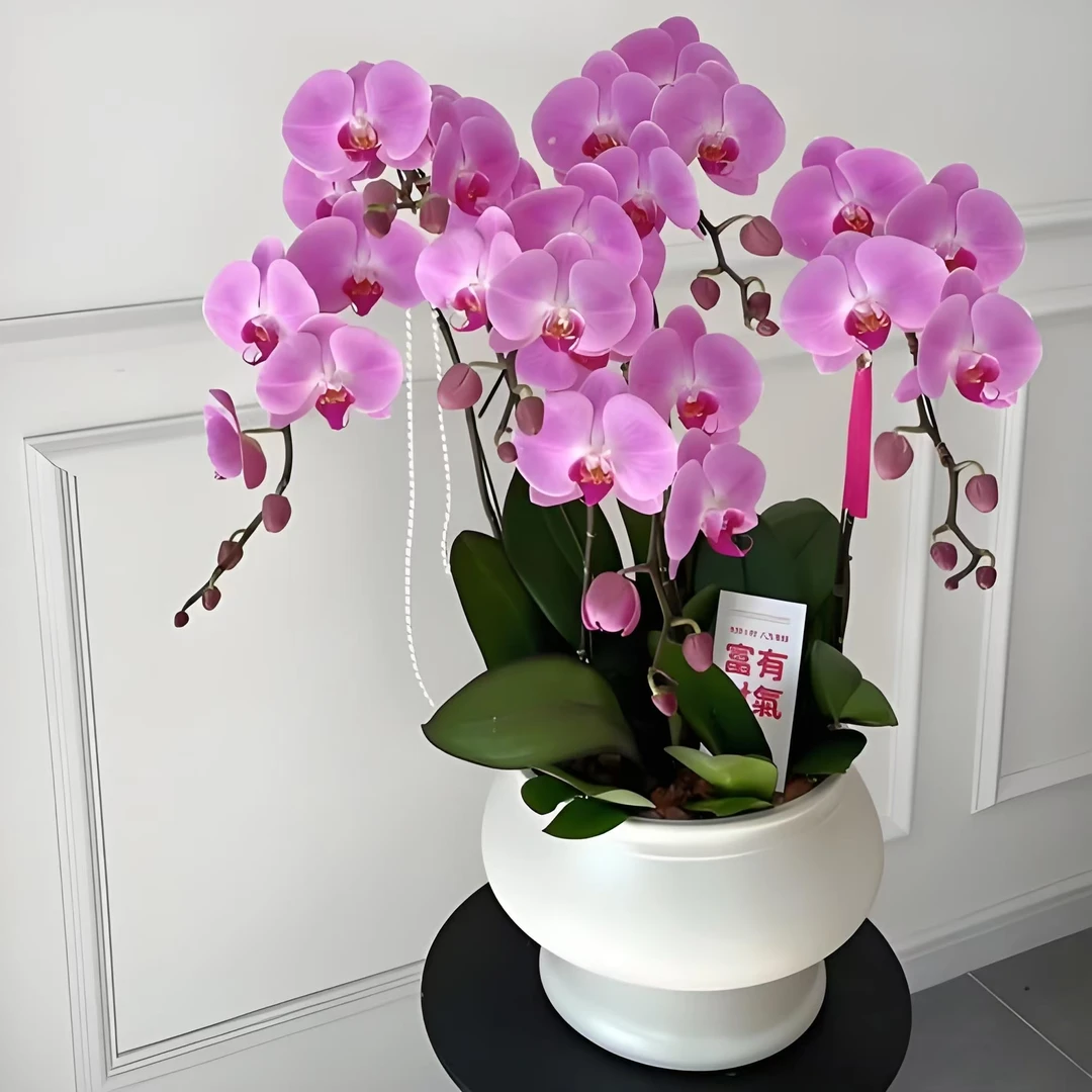 蝴蝶兰粉冠军苗3.0杯2棵