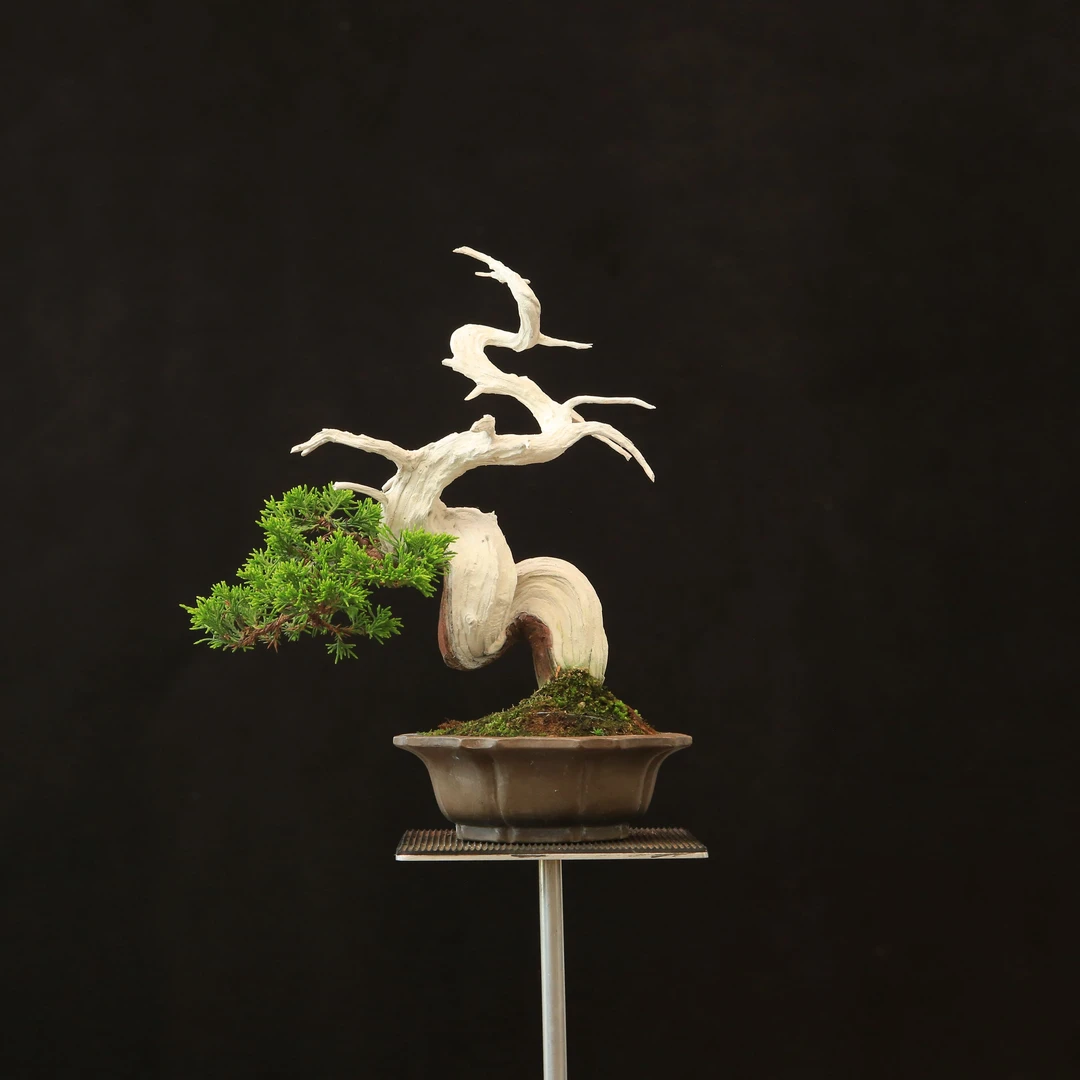 今井老师作品  系渔川真柏盆景盆栽  17053#