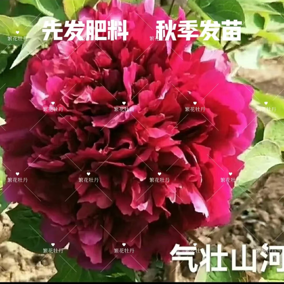 牡丹《气壮山河》先发肥料 秋季发苗