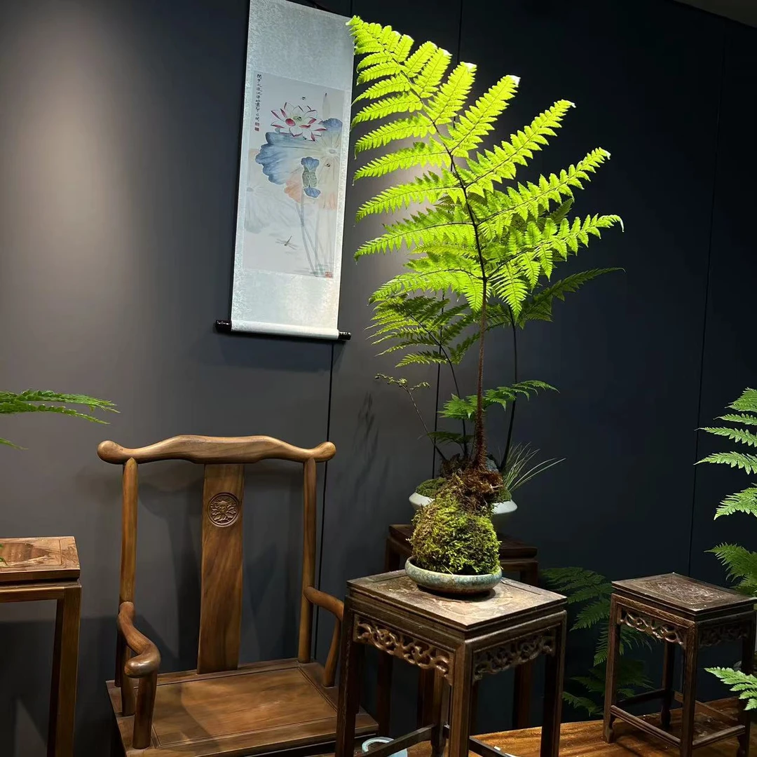 虹鳞蕨 水培蕨类植物室内耐阴四季常青不落叶茶桌［不带盆］