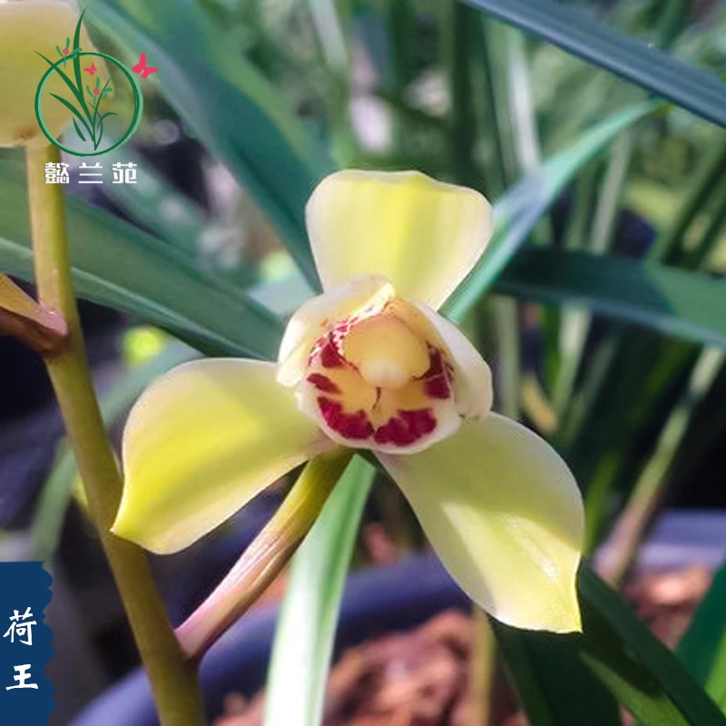 兰花四季建兰荷王开花浓香型室内阳台客厅花卉绿植物盆景盆栽