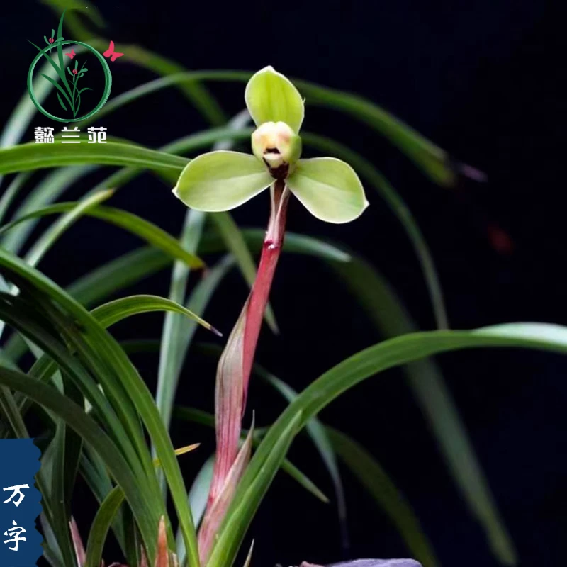 懿兰苑兰花苗春兰老品种万字阳台室内庭院兰草花卉植物盆栽好养