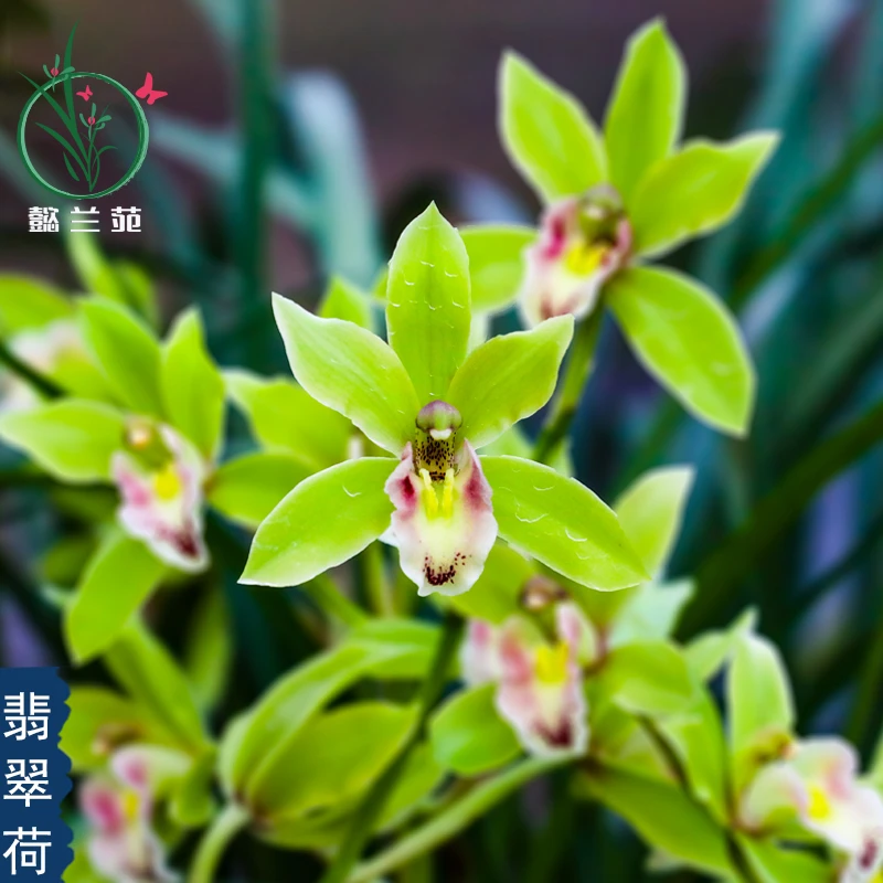 兰花苗大花蕙兰雪山翡翠荷浓香室内阳台客厅好养花卉绿植盆景盆栽